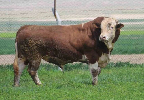 Yüksek genetik kaliteye sahip damızlık küçük ve büyükbaş hayvanlar ile sürü veriminizi artırın. Sağlam yapı ve güçlü üreme performansı ile uzun vadeli kazanç hedeflenir. Sürdürülebilir hayvancılık için doğru damızlık seçimi sunuyoruz.