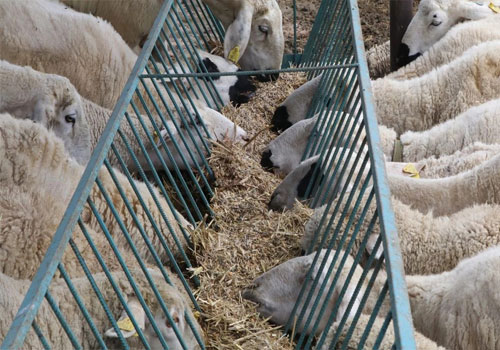 Dayanıklı ve et verimi yüksek küçükbaş hayvan seçenekleri sunmaktayız. Sağlık kontrolleri düzenli yapılan hayvanlarımız, hızlı gelişim potansiyeline sahiptir. Karlı ve güvenli küçükbaş alımı için doğru adrestesiniz.