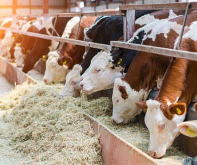 kars-büyükbaş-hayvan