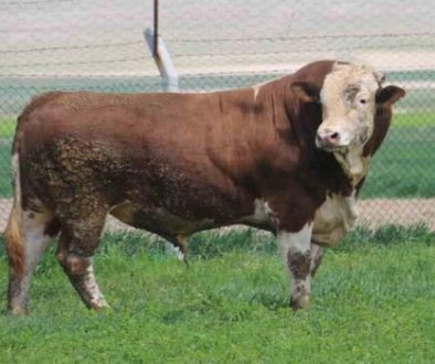 kars-damızlık-hayvan