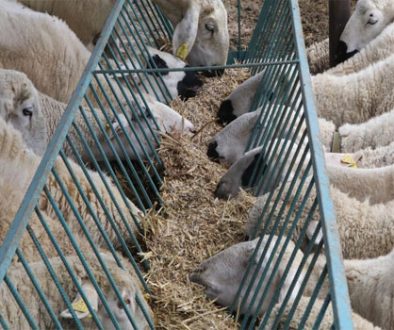 kars-küçükbaş-hayvan